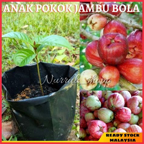 bolsa jambu|jambu bol in english.